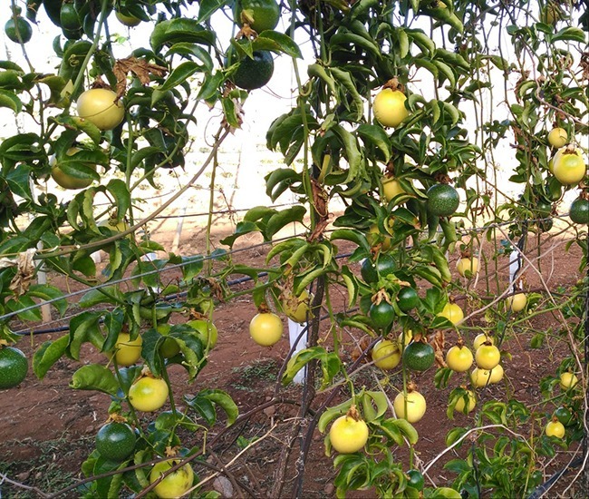 Guía completa sobre cómo plantar parchita de manera exitosa