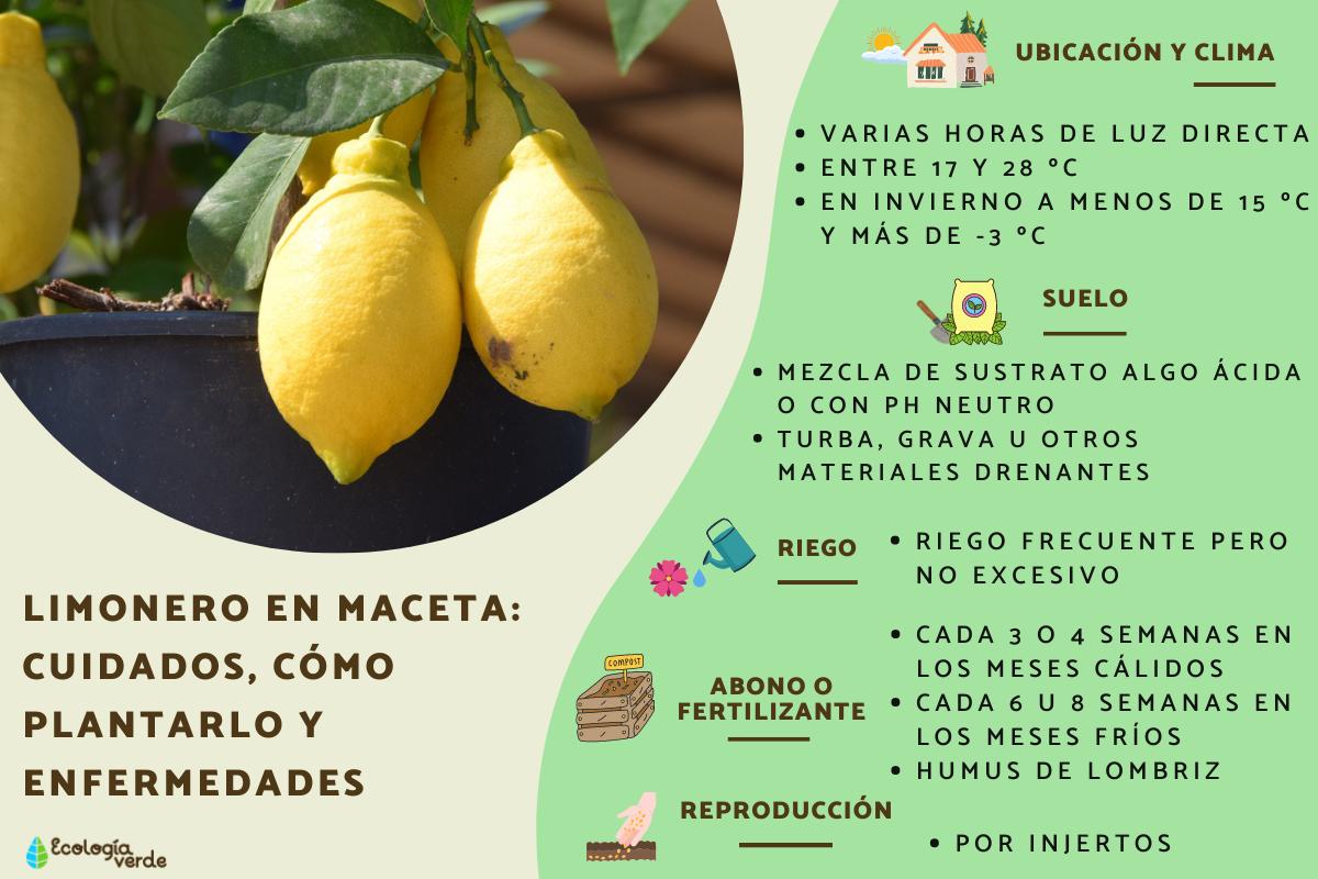 Guía completa sobre cómo plantar un limonero en maceta: consejos, cuidados y recomendaciones