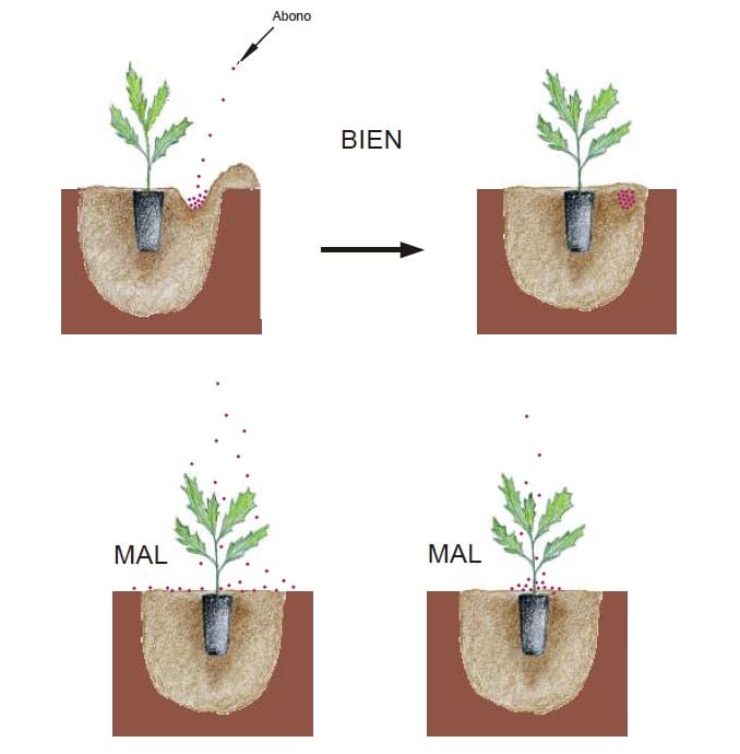 Gu A Completa Sobre C Mo Plantar Un Roble Y Cuidarlo Correctamente