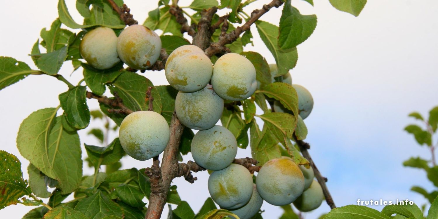 Guía completa sobre cómo podar correctamente un ciruelo Claudio para maximizar su crecimiento y fructificación