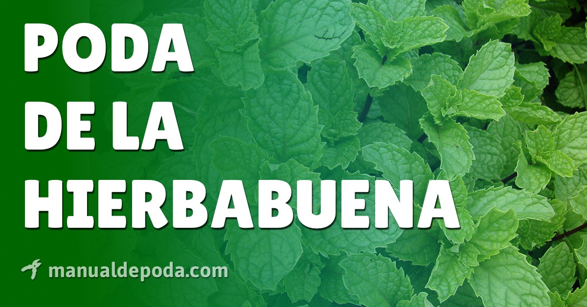 Guía completa sobre cómo podar hierbabuena para un crecimiento saludable y abundante