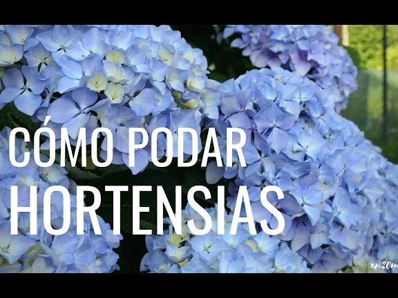 Guía completa sobre cómo podar hortensias en maceta para un crecimiento saludable y floración abundante