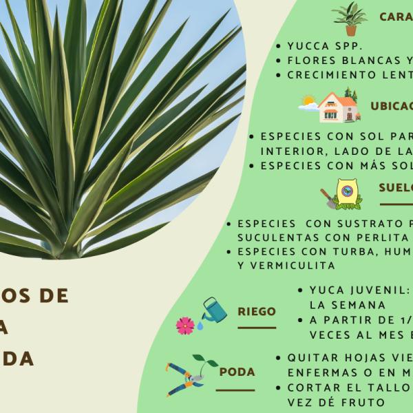 Guía completa sobre cómo podar la yuca de forma adecuada para un crecimiento saludable