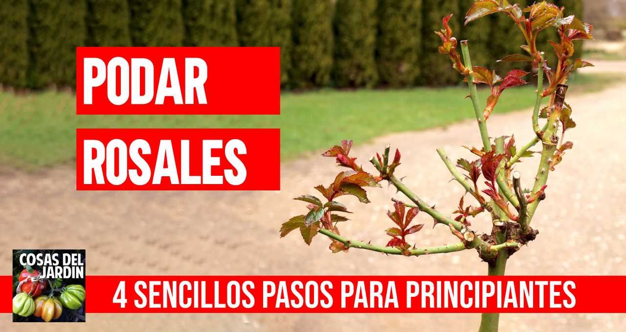 Guía completa sobre cómo podar un rosal: consejos y técnicas efectivas