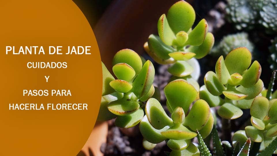 Guía completa sobre cómo sembrar la planta de jade: consejos y cuidados