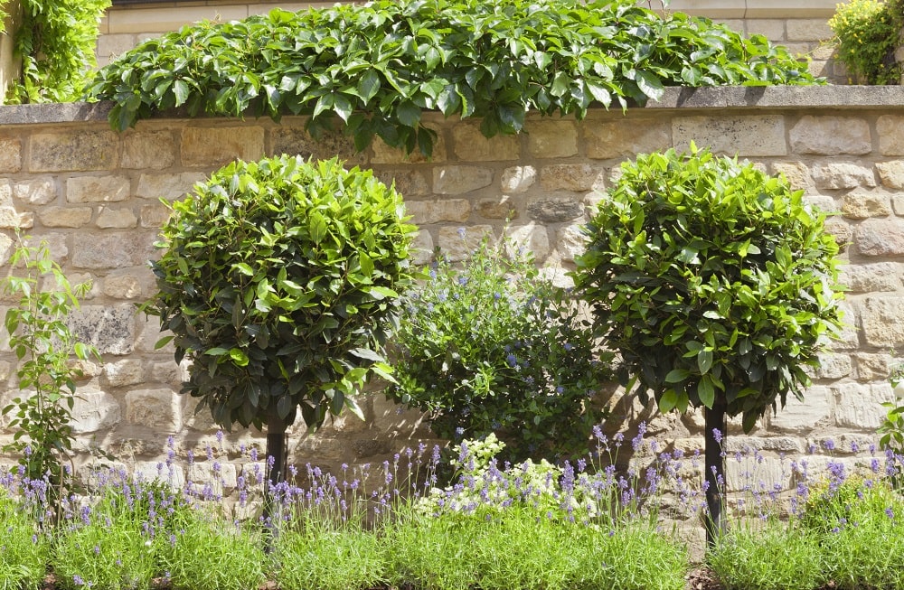 Guía completa sobre cómo sembrar laurel en tu jardín