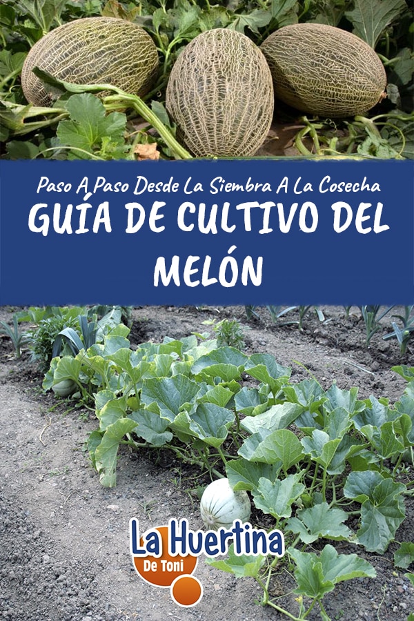 Guía completa sobre cómo sembrar melón: consejos prácticos y pasos fundamentales