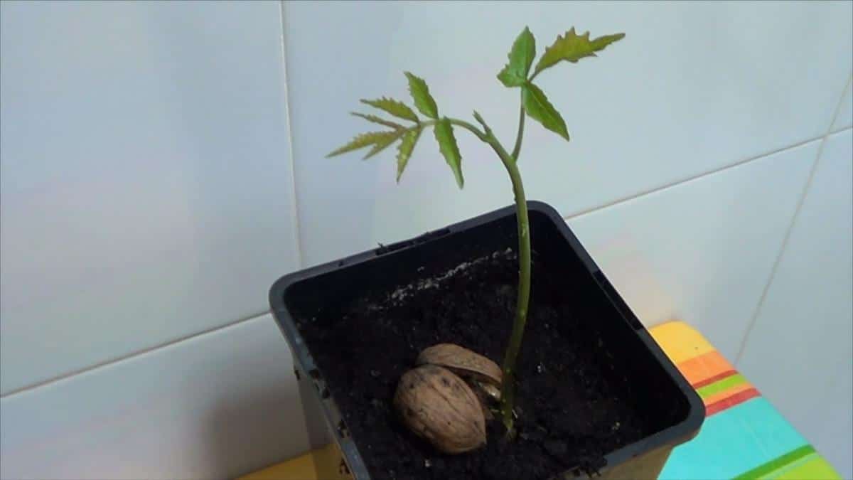 Guía completa sobre cómo sembrar nueces en tu jardín: paso a paso, cuidados y consejos