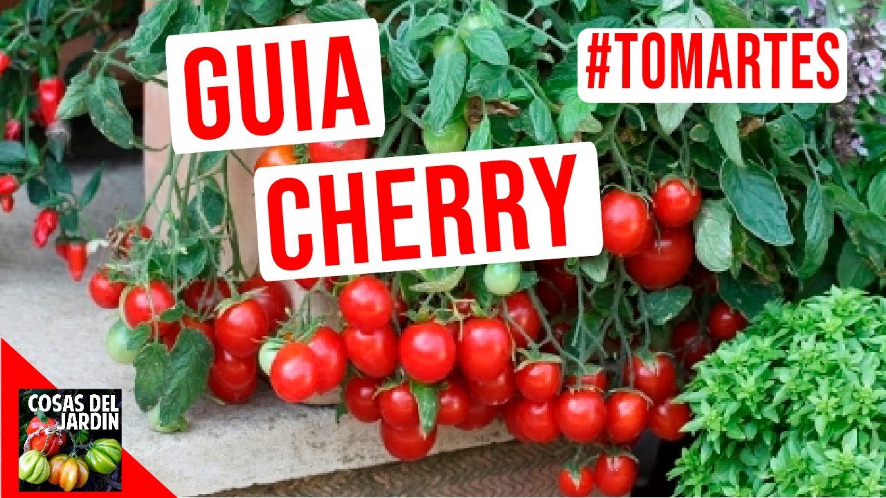 Guía completa sobre cómo sembrar tomate cherry: tips y consejos para un cultivo exitoso