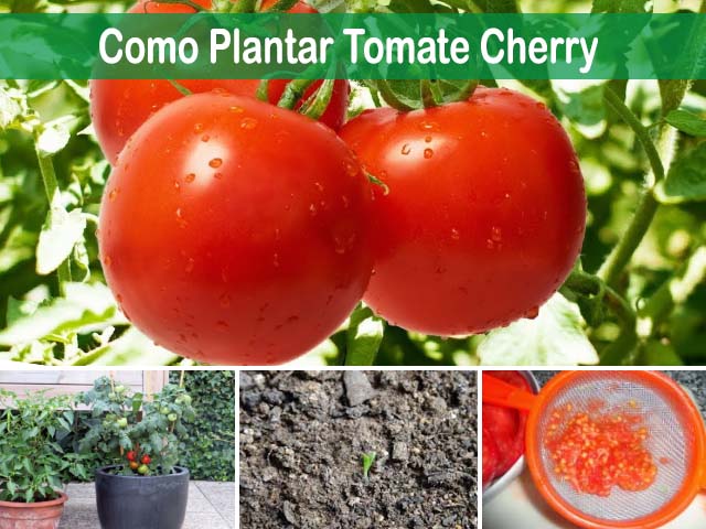 Guía completa sobre cómo sembrar tomates cherry: consejos, cuidados y cosecha perfecta