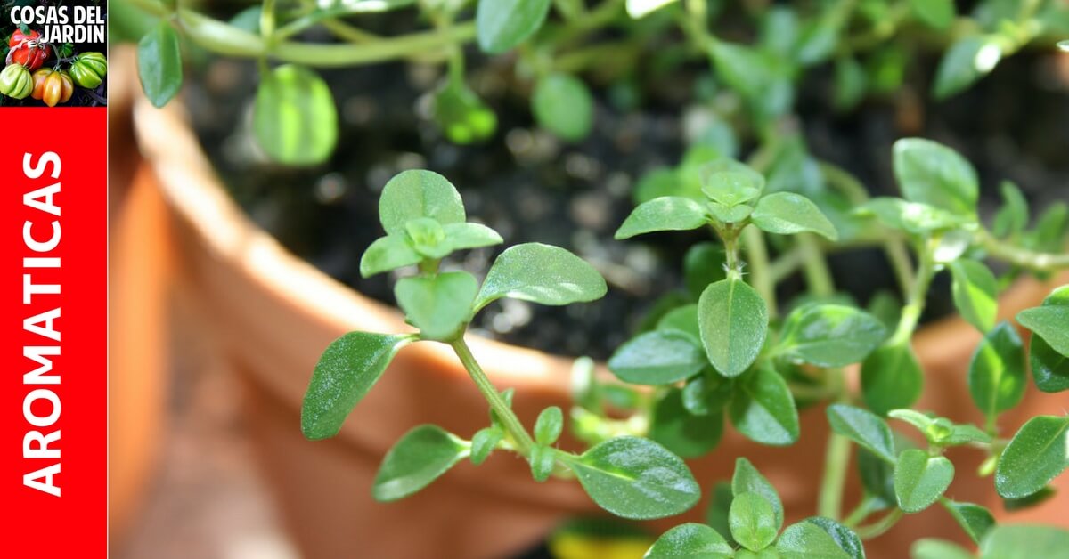 Guía completa sobre cómo sembrar tomillo en tu jardín: todo lo que necesitas saber