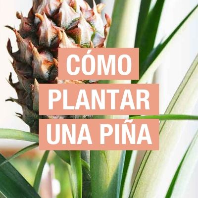 Guía completa sobre cómo sembrar y cultivar piñas en casa