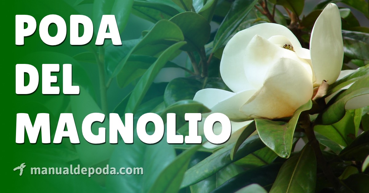 Guía completa sobre cómo y cuándo podar un magnolio en Galicia