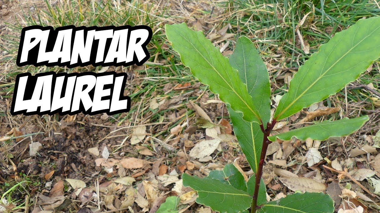 Guía detallada sobre cómo plantar laurel en tu jardín paso a paso