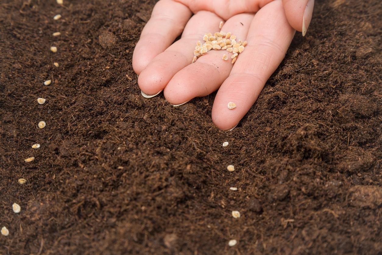 Guía paso a paso: Cómo plantar semillas de pimiento y asegurar una cosecha abundante