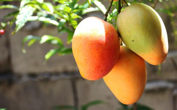 Guía paso a paso: Cómo plantar un mango de semilla y disfrutar de su dulce fruto