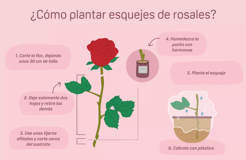 Guía paso a paso: Cómo plantar un rosal a partir de una rama