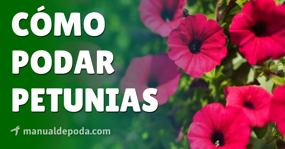 Guía paso a paso: Cómo podar petunias para un crecimiento exuberante y flores abundantes