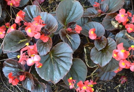 Guía paso a paso: Cómo sembrar begonias por esquejes y lograr un jardín lleno de belleza y color