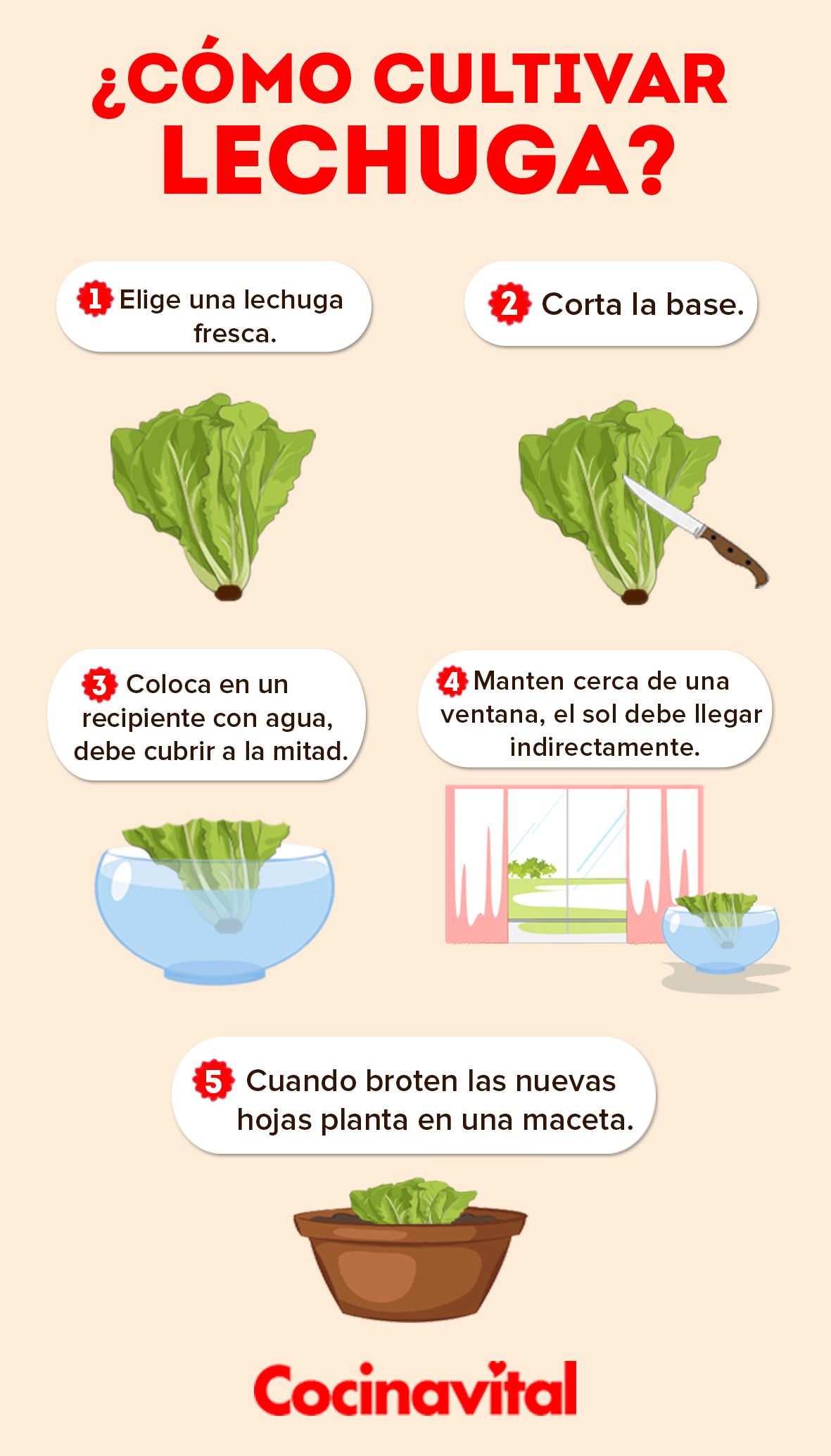 Guía paso a paso: Cómo sembrar una lechuga en tu propio huerto