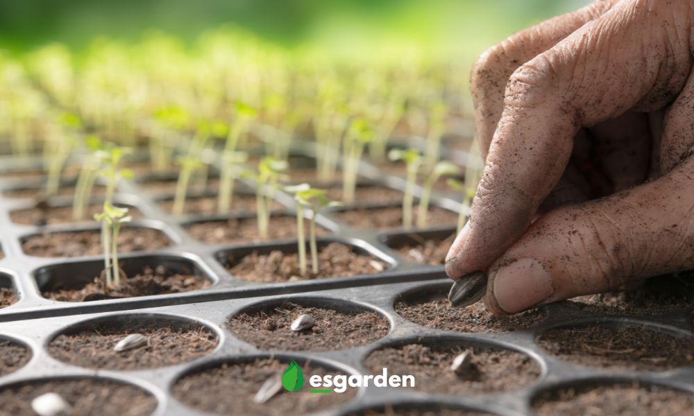 Guía práctica: Cómo plantar semillas de flores y verlas florecer en tu jardín