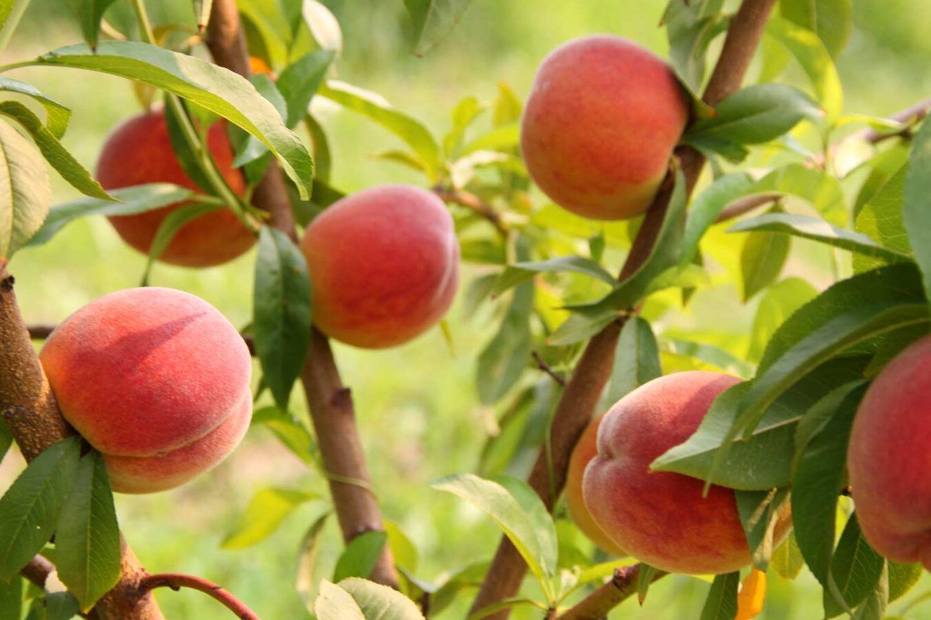 Guía práctica: Cómo sembrar melocotón y disfrutar de una deliciosa cosecha