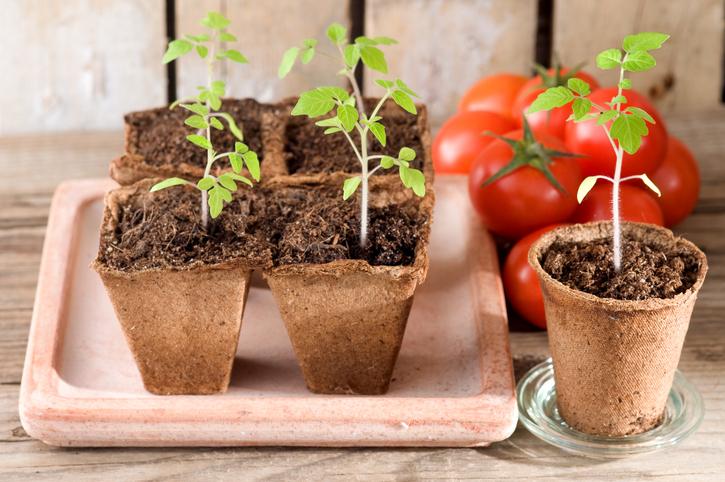 Guía práctica: Cómo sembrar tomates en tu huerto paso a paso