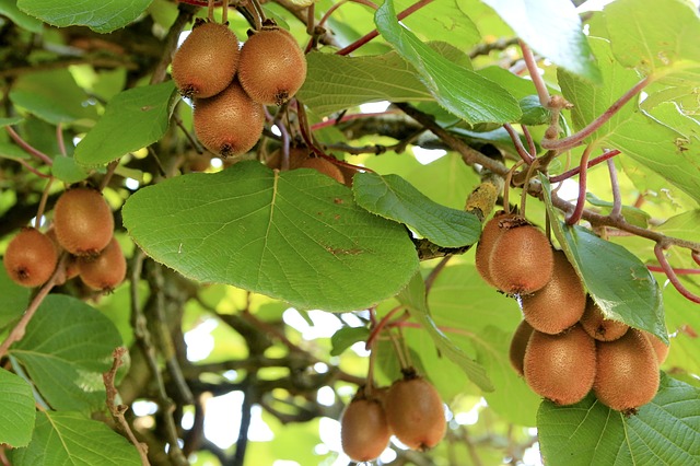 Guía práctica: Cómo sembrar un árbol frutal y disfrutar de tus propias cosechas