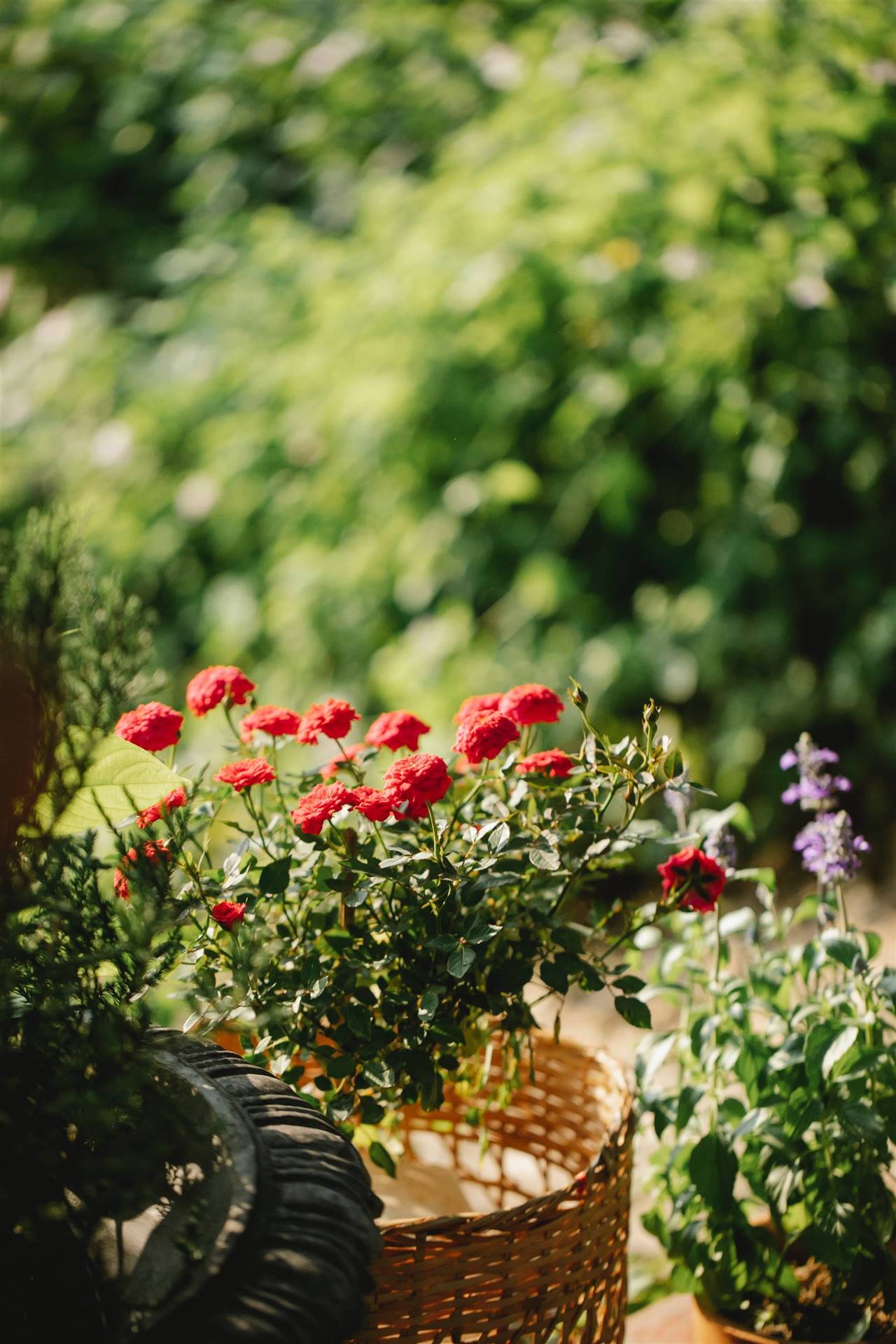 Guía práctica: Cómo sembrar una rosa y disfrutar de su belleza en tu jardín