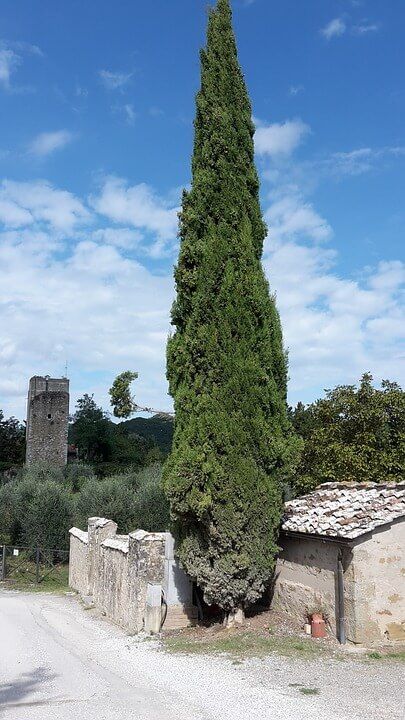 Guía práctica sobre cómo plantar cipreses y decorar tu jardín de forma elegante