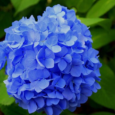 Hortensias: todo lo que debes saber sobre la poda para un jardín espectacular