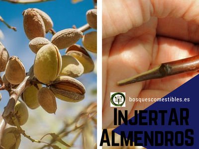 Injertar almendros: guía completa para mejorar tus árboles frutales