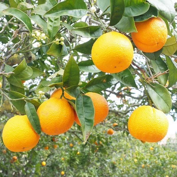 Injerto de naranjas: cómo hacerlo paso a paso para mejorar tus árboles frutales
