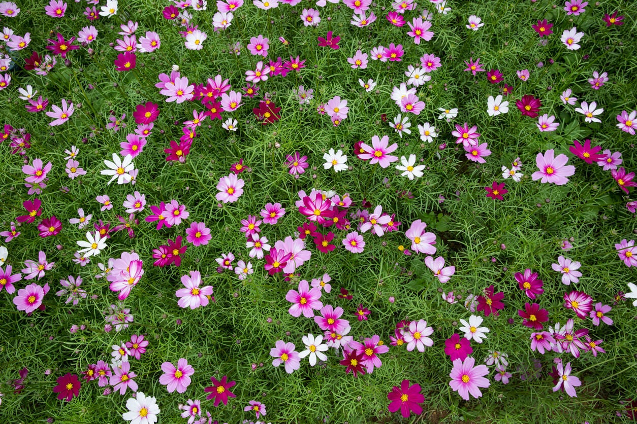 La belleza exótica del césped japonés: consejos para cultivarlo y mantenerlo en perfecto estado