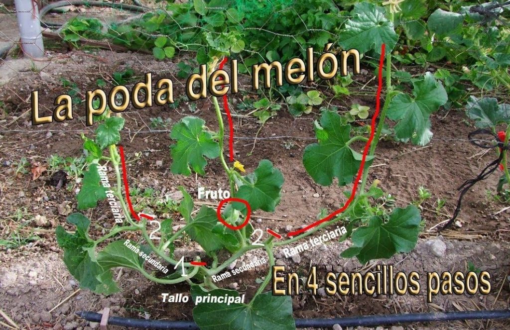 La guía completa: Cómo podar los melones para un crecimiento óptimo