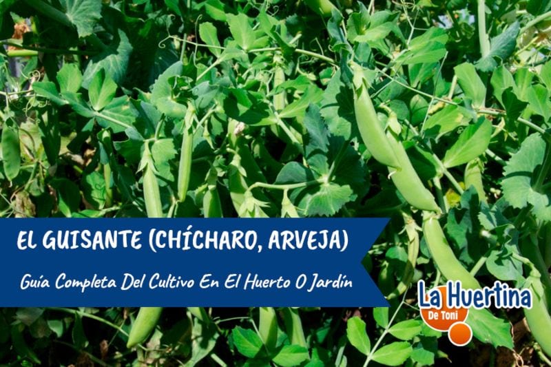 La guía completa: cómo y cuándo sembrar guisantes en tu jardín