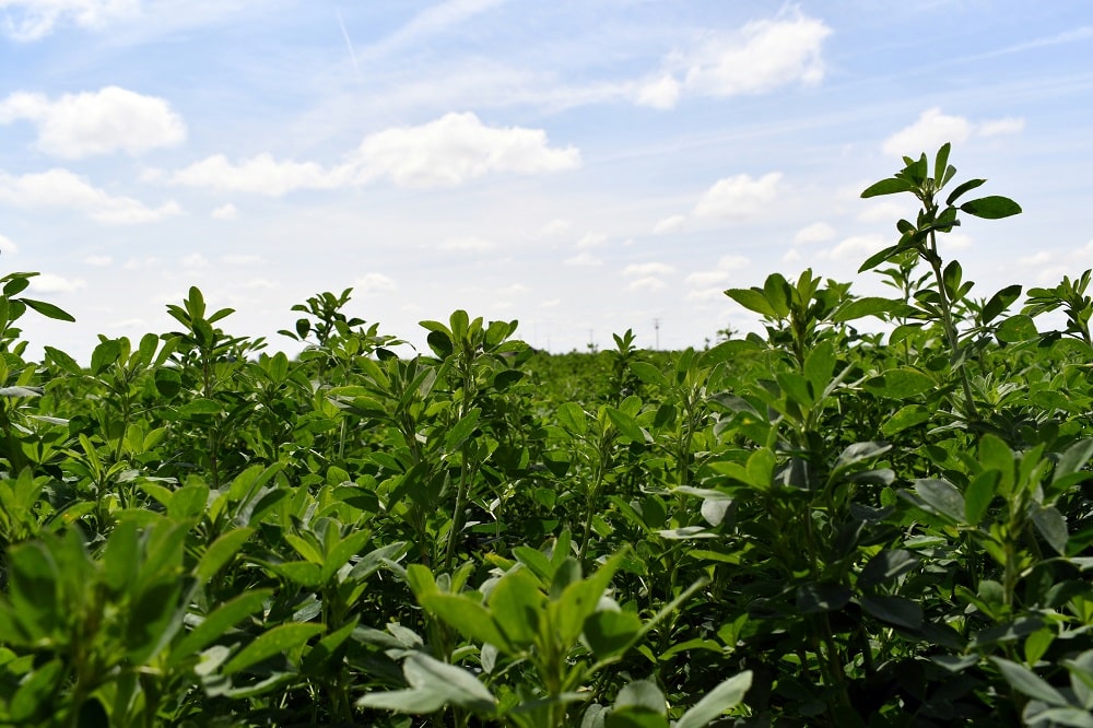 La guía completa: Cuándo y cómo sembrar alfalfa en tu huerto o jardín