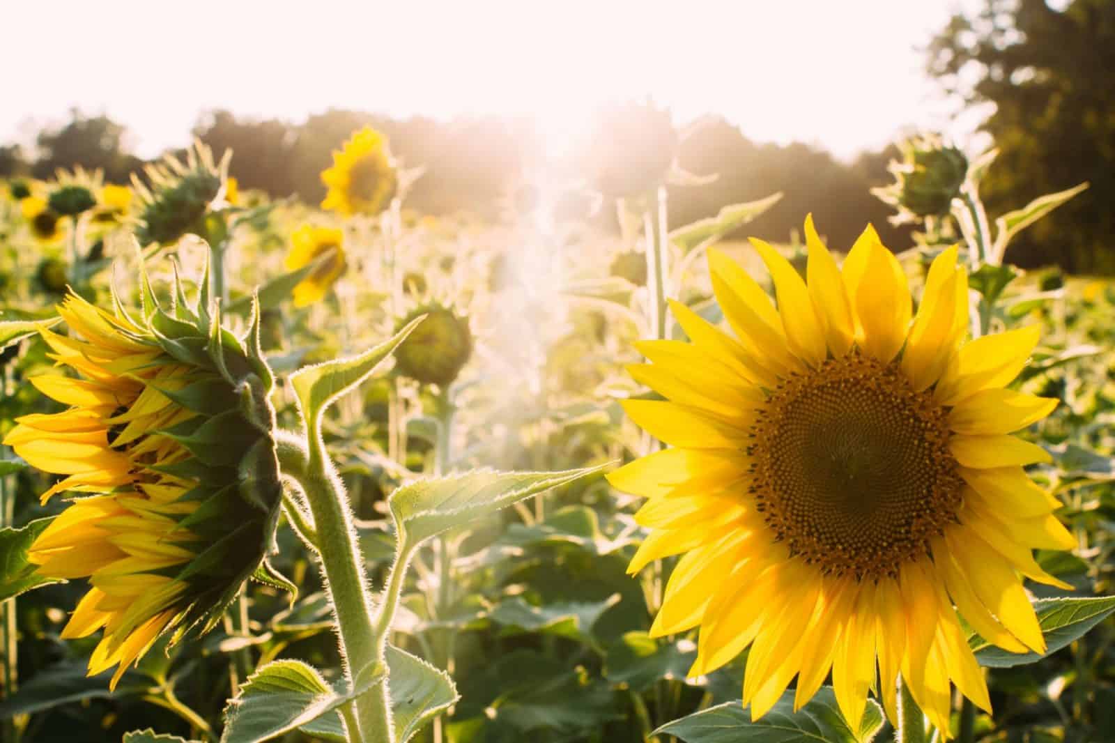 La guía completa de semillas de flores para sembrar: consejos, variedades y cuidados