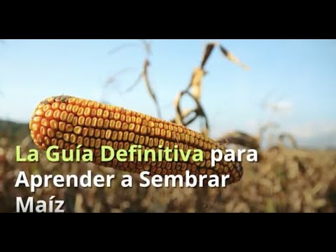 La guía completa para sembrar maíz y alimentar a tus gallinas de manera saludable