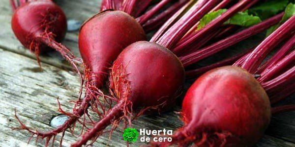 La guía completa para sembrar y cultivar remolachas en tu huerto casero