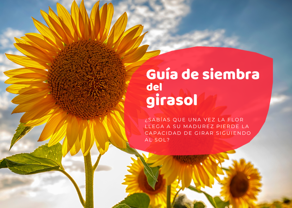 La guía completa sobre cuándo sembrar girasoles: todo lo que necesitas saber