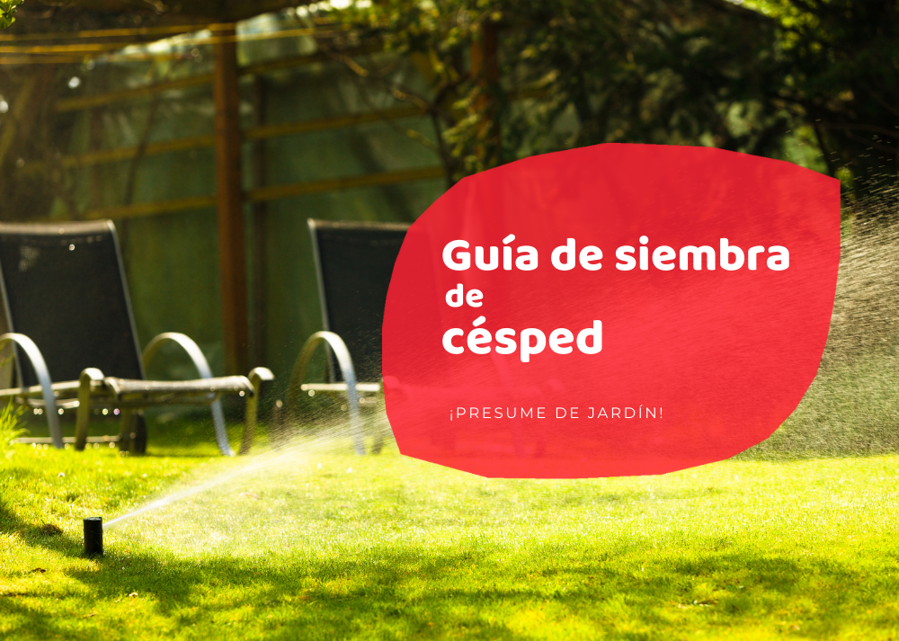 La Guía Definitiva: Cuándo sembrar césped y lograr un jardín perfecto