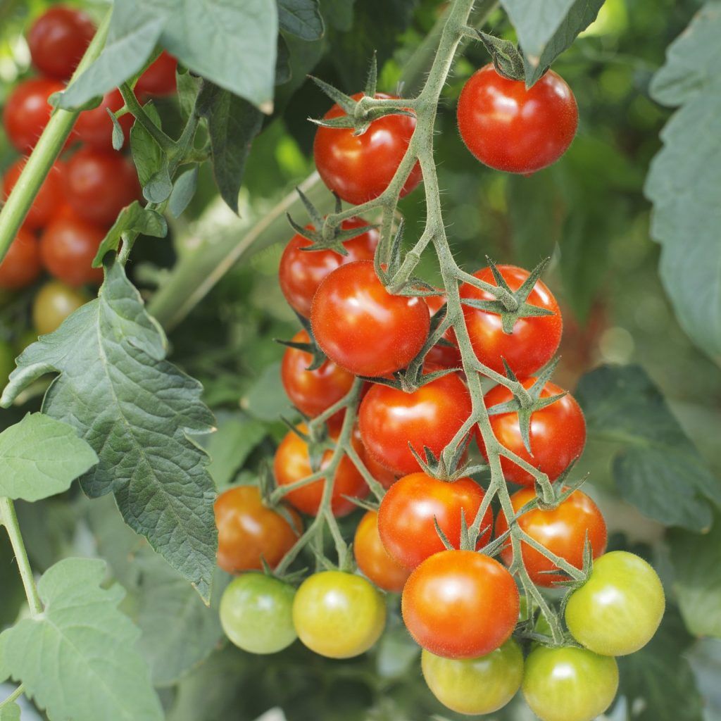 La guía definitiva: Cuándo sembrar los tomates para obtener una cosecha abundante