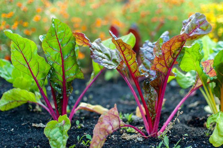 La guía definitiva: Cuándo sembrar remolacha y aprovechar al máximo su cultivo