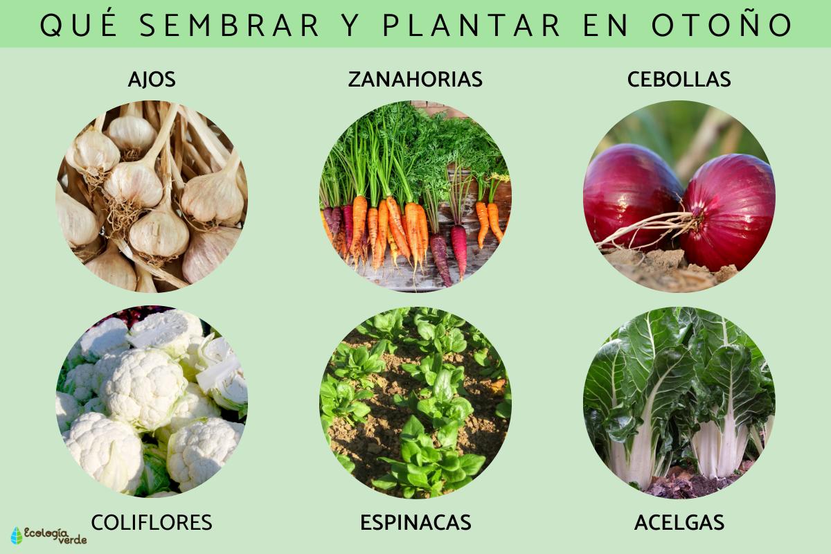 La guía definitiva para sembrar en tu huerta en otoño: ¡descubre qué cultivos elegir!