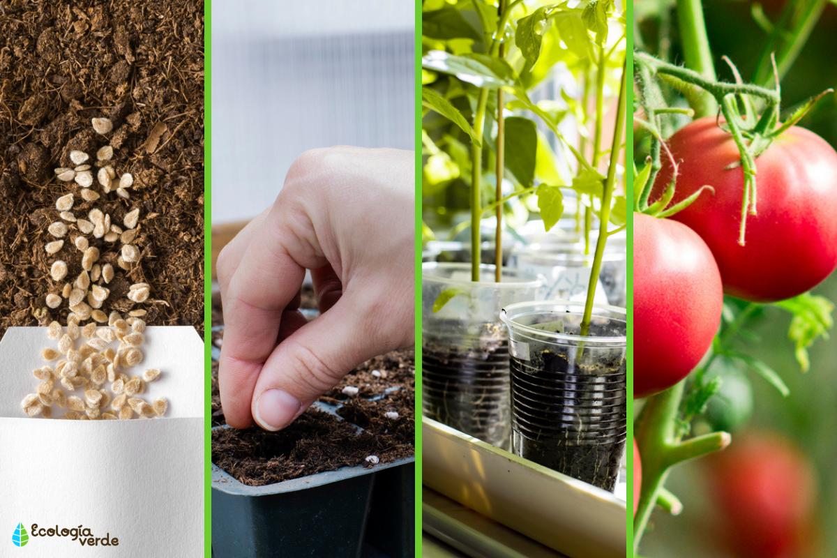 La importancia de hidratar las semillas de tomate antes de sembrar: ¡Potencia el crecimiento de tus plantas!