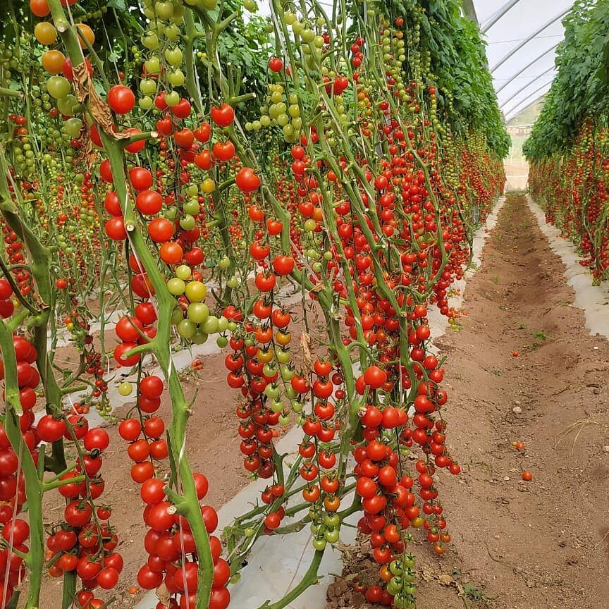 La importancia de la distancia adecuada para sembrar tomates: consejos y recomendaciones