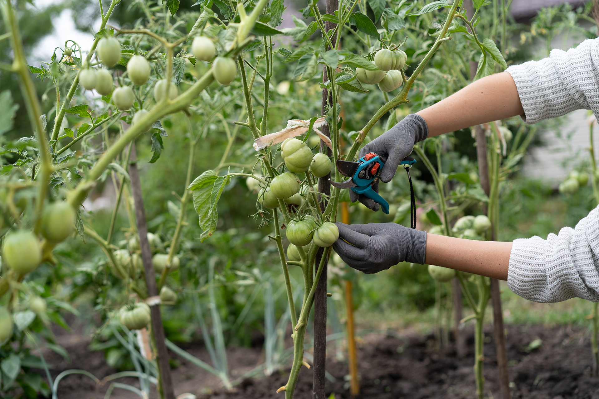 La importancia de la poda en las tomateras: consejos y técnicas para optimizar su crecimiento y producción