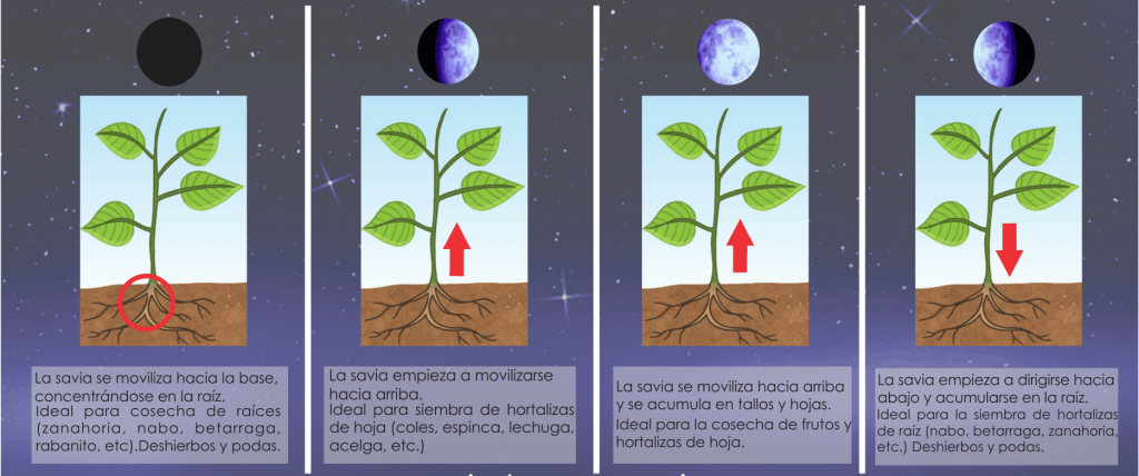 La influencia de la luna en el momento adecuado para sembrar zanahorias