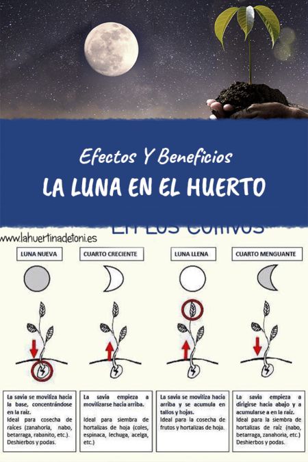 La influencia de la luna en la siembra de patatas: ¿Cuándo es el mejor momento para sembrar?